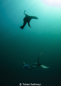 Freediver with Sea Lion by Tobias Reitmayr 